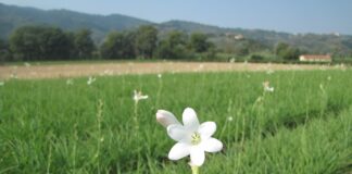 Prima floare din România care va fi protejată la nivel european FOTO: aferropro/Pixabay.com