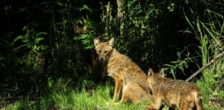 Mai multe localități au fost invadate de prădători FOTO: andreiprodan_/Pixabay.com