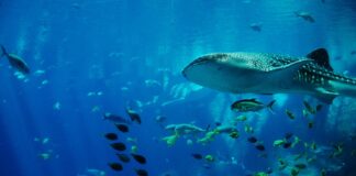 A fost descoperită o specie de balenă cu 4 picioare balenă