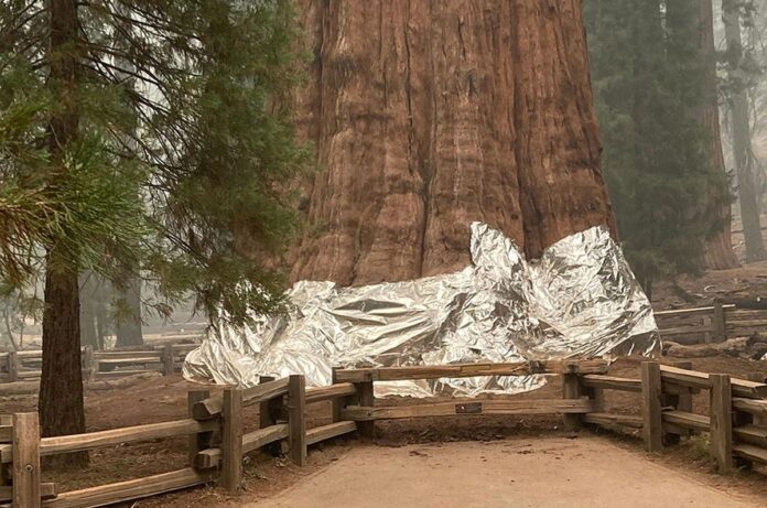 sequoia cel mai mare arbore din lume generalul sherman