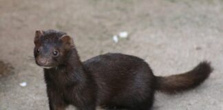 După vaccinarea oamenilor, această țară trece la vaccinarea în masă a nurcilor nurcă