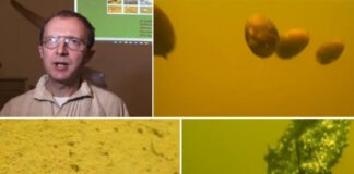 Un biofizician explorează, în premieră, adâncurile lacului Ursu. Descoperirile de până acum sunt impresionante FOTO: Captură Știrile Pro TV