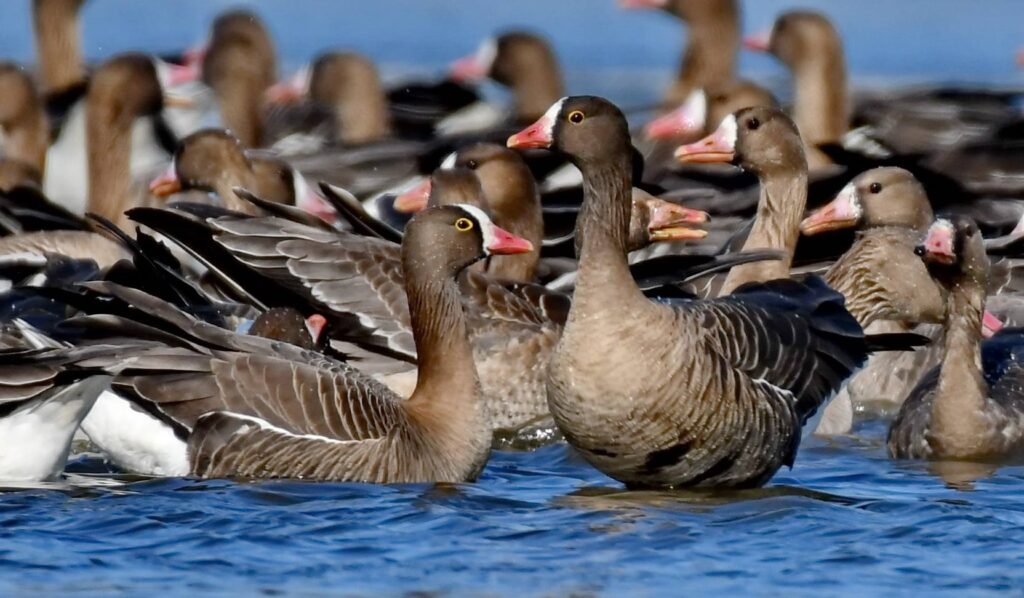 FOTO: http://pasaridinromania.sor.ro