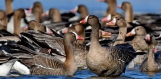 O specie de păsări pe cale de dispariție a fost descoperită în România FOTO: http://pasaridinromania.sor.ro