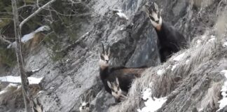 Imagini rare. Un grup de capre negre a fost filmat în Parcul Natural Putna