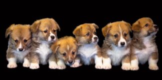 O femeie care a abandonat 9 căței într-un sac de rafie a primit o amendă usturătoare câine căței