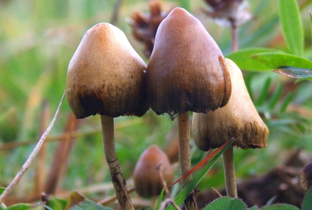 ciuperci halucinogene