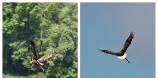 A fost fotografiată cea mai mare specie de pasăre răpitoare din România. Este și extrem de rară codalb