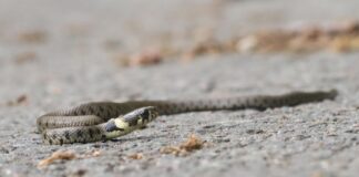 Au început să apară viperele în zonele turistice FOTO: Sinason/Pixabay.com