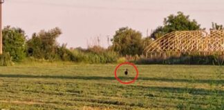 Apariție extrem de rară a unei berze negre în România. Unde a fost fotografiată