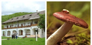 6 oameni au ajuns la spital în stare gravă, după ce s-au intoxicat cu ciuperci la Mănăstirea Horezu horezu ciuperci