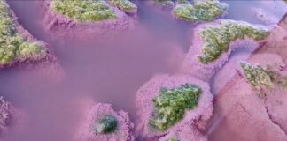 Lacul Techirghiol din județul Constanța s-a colorat în roz. Care este explicația | VIDEO lacul techirghiol roz