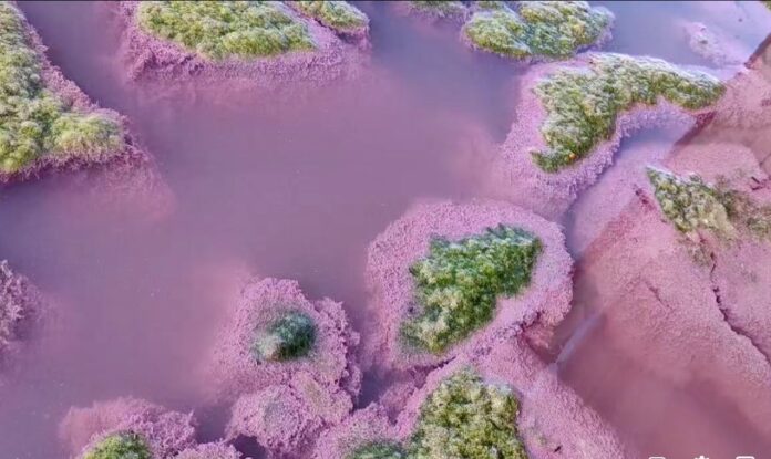 lacul techirghiol roz