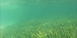 A fost descoperită cea mai mare plantă din lume | VIDEO cea mai mare plantă din lume iarbă de mare