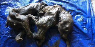 A fost descoperit un pui de mamut de acum 35.000 de ani. Specialiștii au fost uimiți de starea de conservare perfectă pui de mamut mumificat