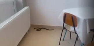 Un șarpe a fost filmat într-un spital din România | VIDEO șarpe spital balș