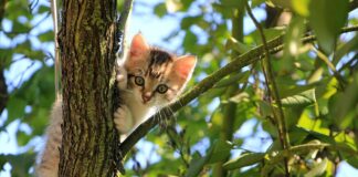 Pisicile au fost declarate specie invazivă într-o țară din Uniunea Europeană pisică pisici