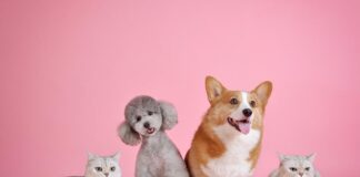 Ce mâncare să-i dai pisicii sau câinelui FOTO: huoadg5888/Pixabay.com