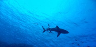 O româncă a fost ucisă de un rechin în Egipt rechin