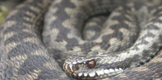 Avertizare de la Salvamont despre șerpii veninoși. Ghid: ce să faci dacă ești mușcat sau vezi o viperă viperă șarpe