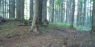 Imagini extrem de rare cu 6 pui de lup, surprinse într-o pădure din România | VIDEO pui de lup
