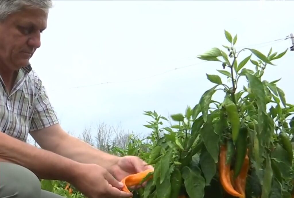 FOTO: Captură video Observator Antena 1