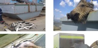 Ce mai aruncă românii în canalizare: capete de porc, cai, o jumătate de oaie