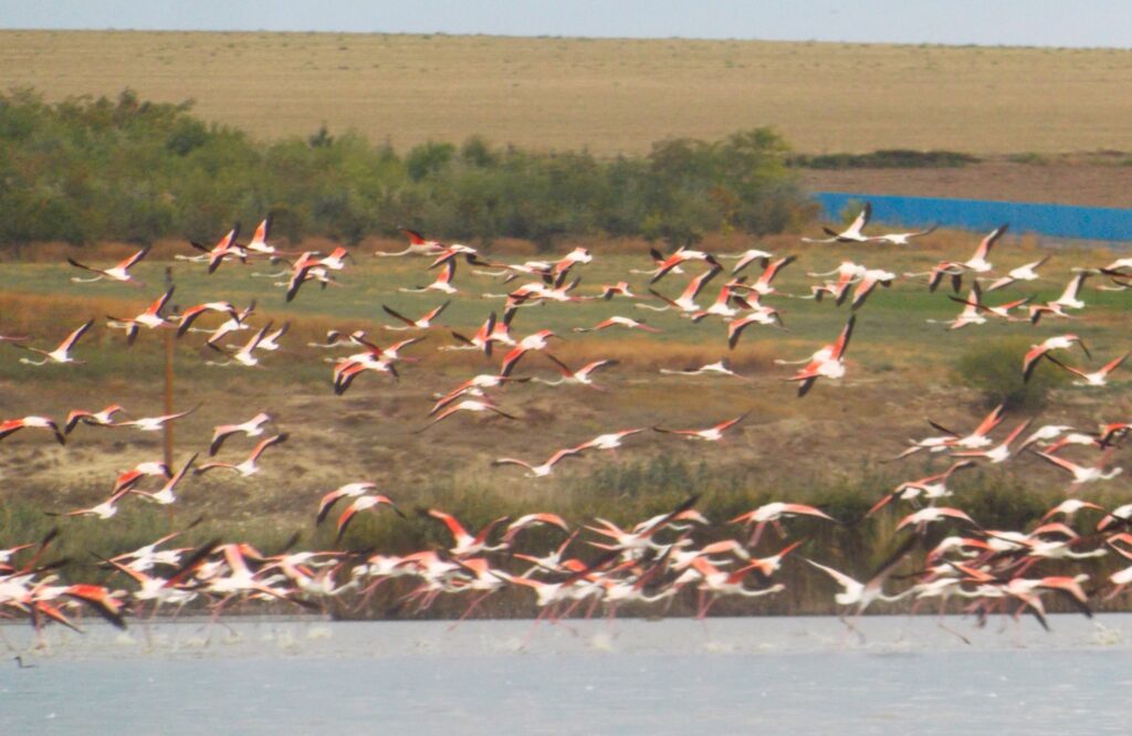 flamingo jurilovca