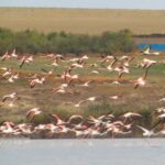 flamingo-jurilovca-02