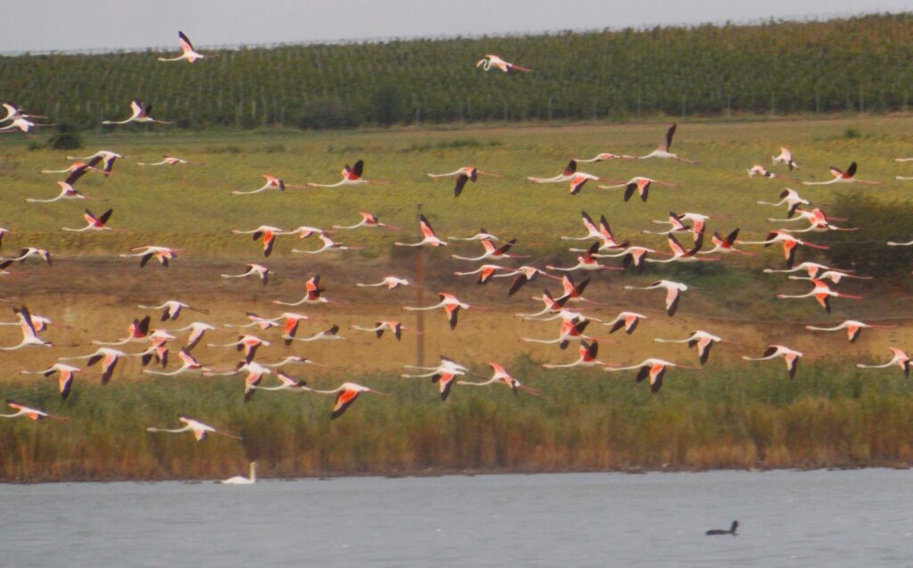 flamingo jurilovca