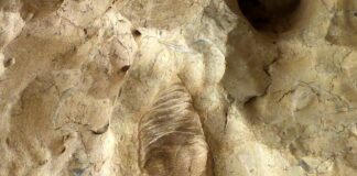 Cercetătorii au descoperit cea mai veche inimă din lume. Are 380 de milioane de ani pește