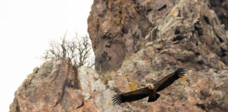 O specie de vultur, dispărută din România de peste 80 de ani, a fost găsită pe acoperișul unei fabrici vultur sur