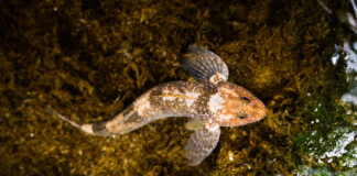 Cel mai rar pește din Europa, descoperit într-un număr record de exemplare în România asprete