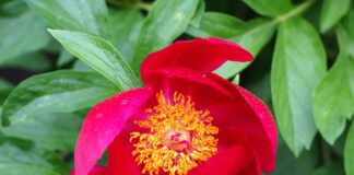 A fost aleasă floarea națională a României bujor