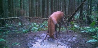 Imagini rare cu un cerb “la scăldătoare”, surprinse într-un parc național din România | VIDEO cerb