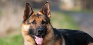 Un om a mușcat un câine. Bărbatul a fost arestat câine