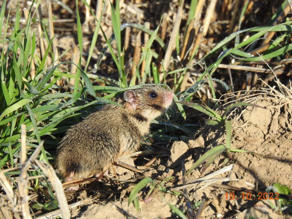 hamsterul românesc dobrogean