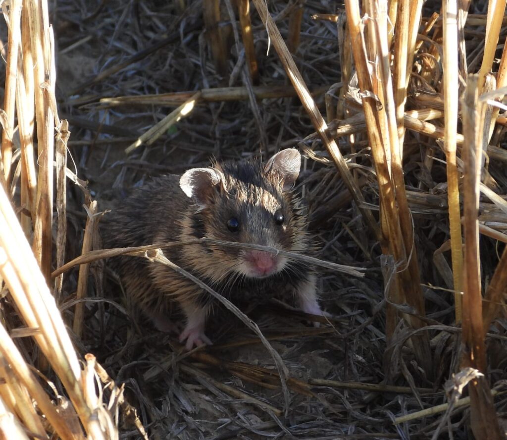hamsterul românesc dobrogean