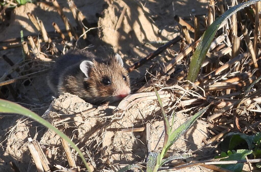 hamsterul românesc dobrogean