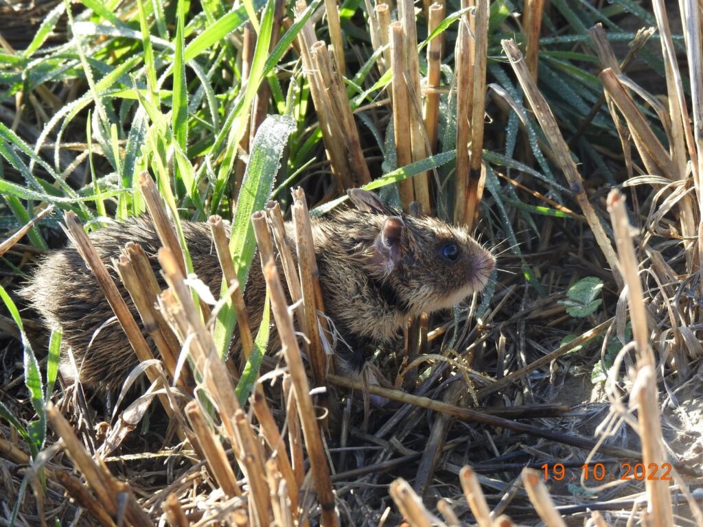 hamsterul românesc dobrogean