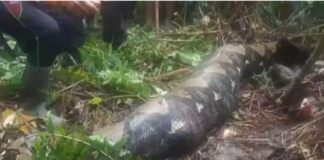 O femeie a fost înghițită de un piton. Trupul său a fost descoperit aproape intact piton indonezia