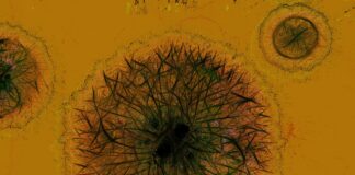 Bărbat de 37 de ani din Alba, suspect de antrax. De unde ar fi luat boala virus bacterie celulă