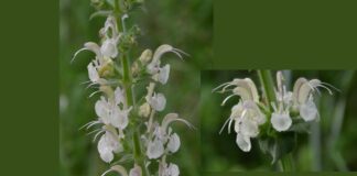 O nouă specie de plantă a fost descoperită în România. Superba floare a stat „ascunsă la vedere” timp de secole salvia relevata