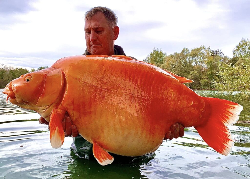 peștișor auriu 30 kg