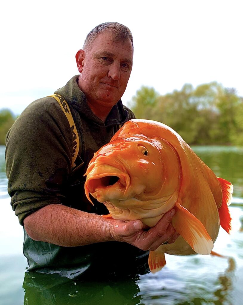 peștișor auriu 30 kg