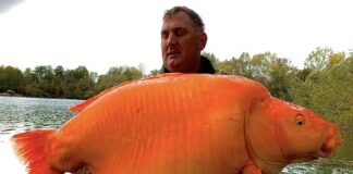 Un pescar a prins un „peștișor” auriu de 30 de kilograme peștișor auriu 30 kg