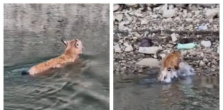 VIRAL. Imagini extrem de rare cu un râs ce traversează înot Lacul Bicaz râs lacul bicaz