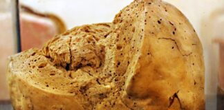 Povestea celei mai vechi pâini din lume. Are 130 de ani și e într-un muzeu din România Cea mai veche pâine din lume este în România FOTO: Muzeul de Istorie Galați/via adevarul.ro