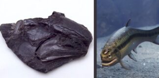 A fost găsit cel mai vechi creier al unui animal vertebrat. Are 319 milioane de ani | VIDEO pește cel mai vechi creier