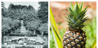 Ananasul era cultivat acum mai bine de 200 de ani în Transilvania ananas brukenthal transilvania